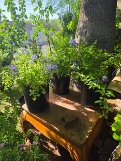Cape leadwort plants