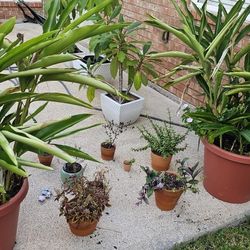 2 Large Green Plants