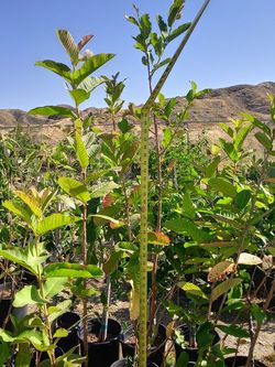 Trees and succulents