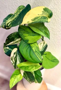 Scindapsus Jade Satin cuttings