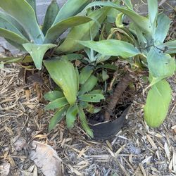 Free Foxtail Agaves And Coral Firestick Plants 