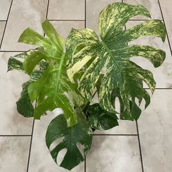Monstera Mint Plant 