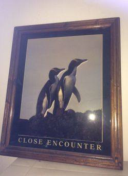 Penguin picture