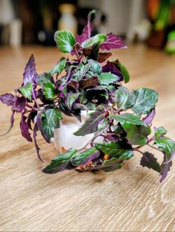 Purple Passion Plant In A Decorative Ceramic Pitcher 