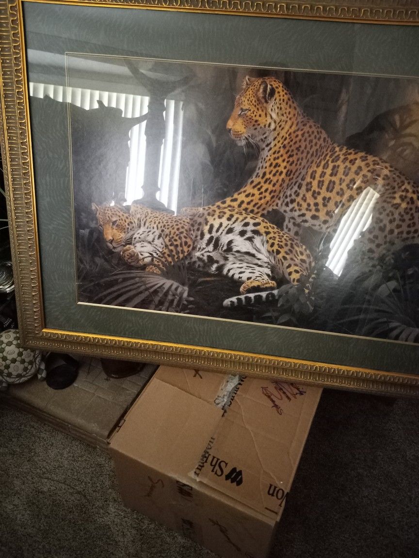 34x46 Gold Frame Cheetah Picture