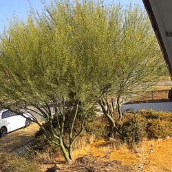 2 Free Palo Verde Trees