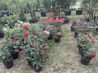 Roses $25