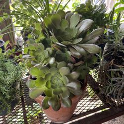 Arbolitos De Aguacate  Y Limon En Benta