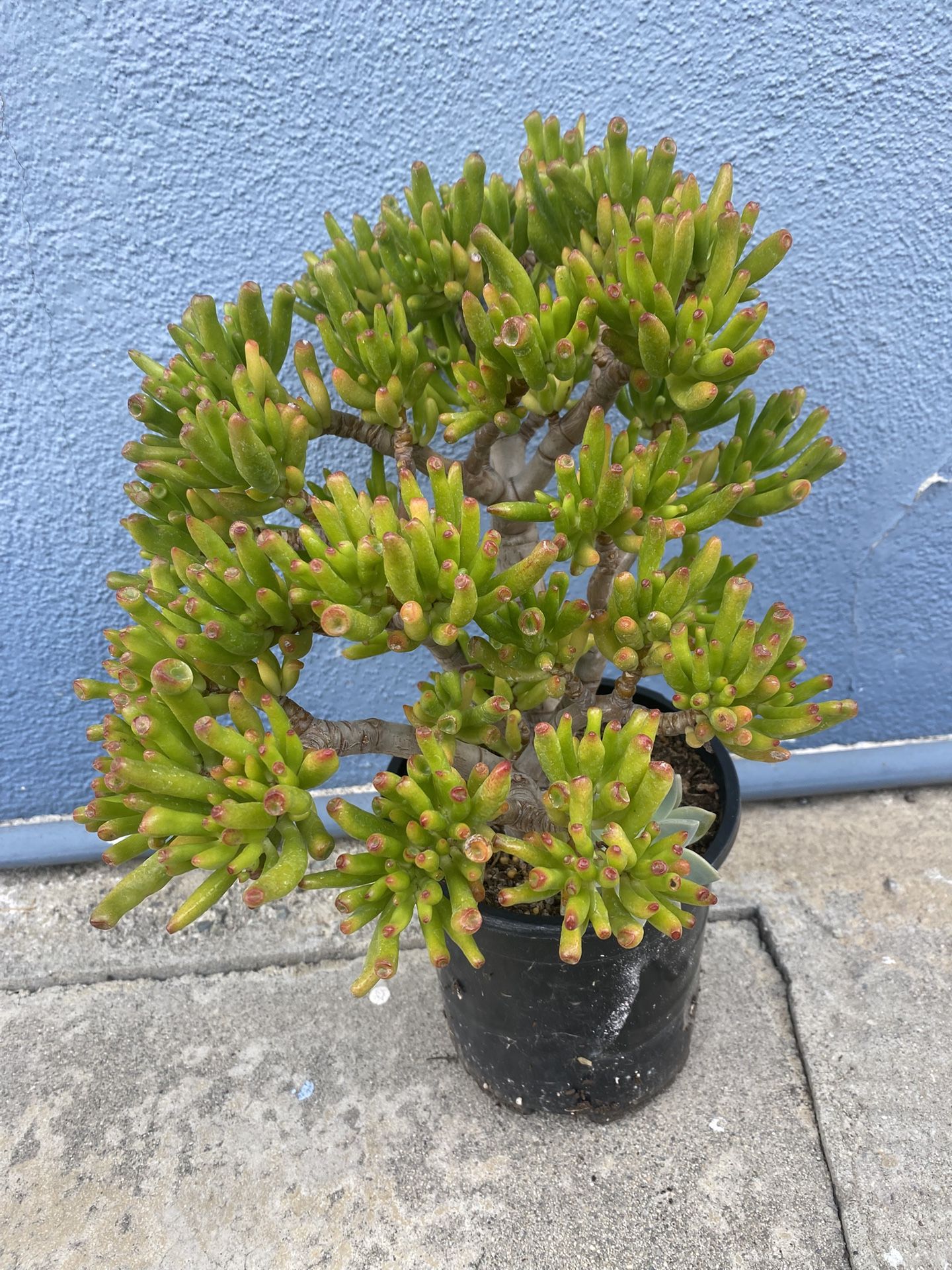 Succulent