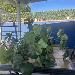 Monstera And Large Pot