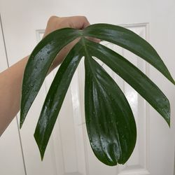 Dragons Tail Plant CUTTING- Rooted