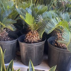 Sago Palm $32 Each