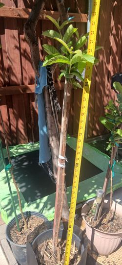 Guava plant/tree