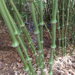 Bamboo Plants