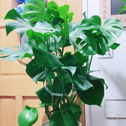 Monstera Deliciosa Plants