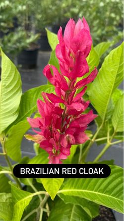🌺 BRAZILIAN RED CLOAK