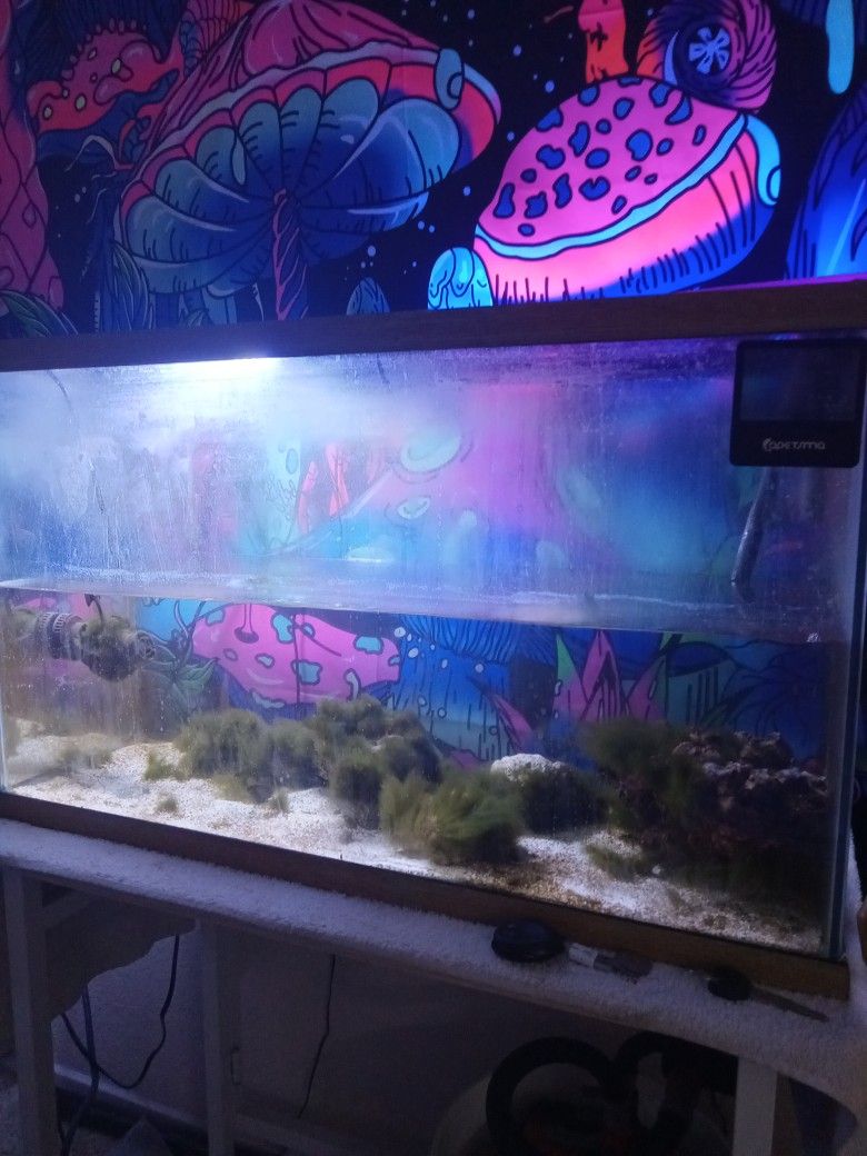 25-30 Gallon Reef Tank W/ 307 Fluval Canister Filter And In-line Fluval Uv Clarifier. 