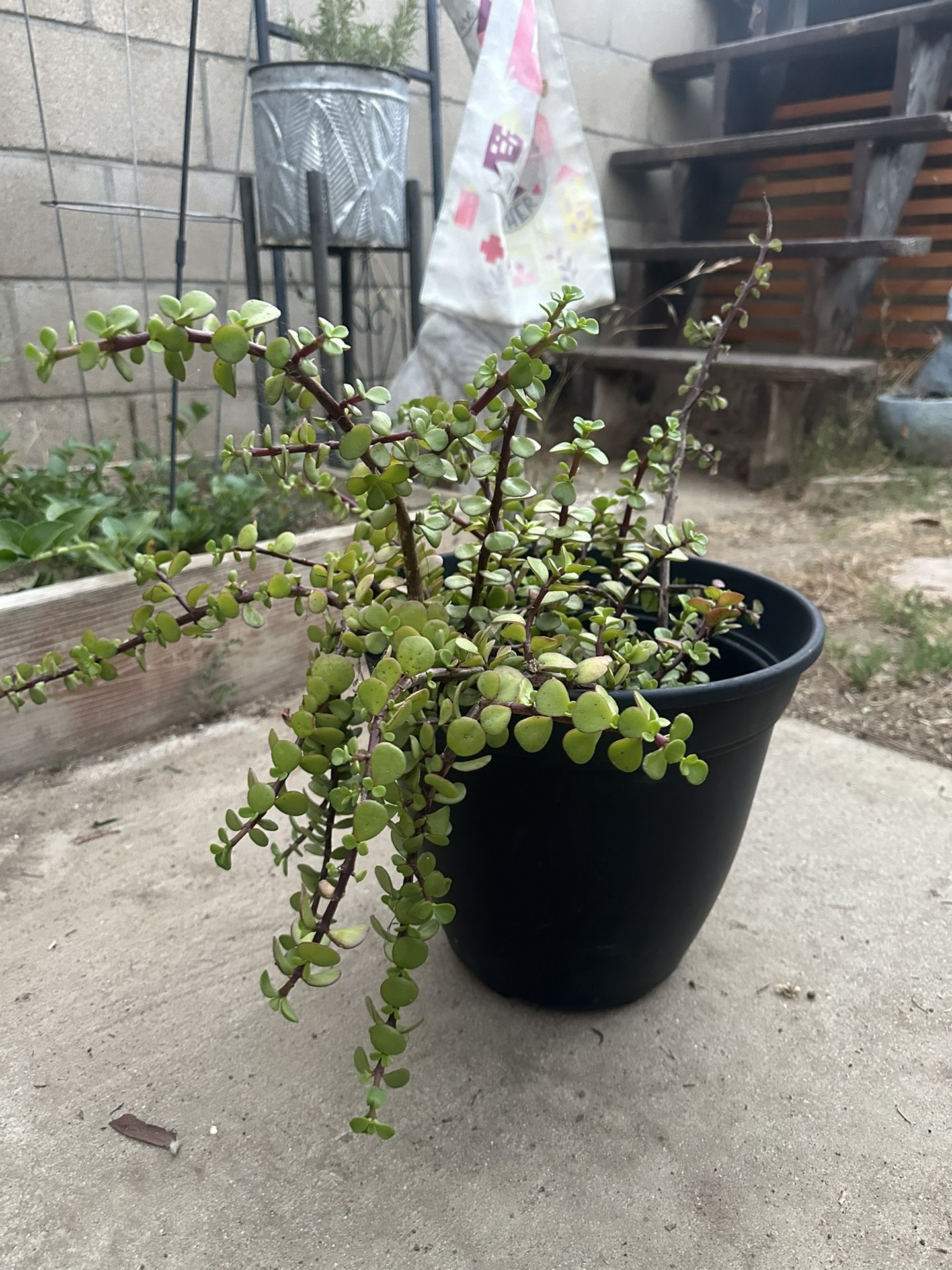 Succulent Plant