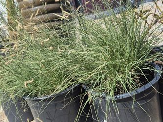 Blonde Ambition Grama Grass