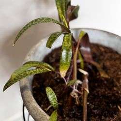 Ledebouria Socialis (leopard Plants, Silver Squill)