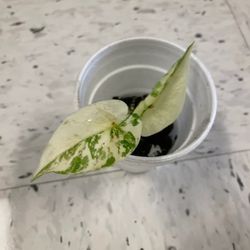 Small Variegated Alocasia Plants ( Pls Read Description Below)