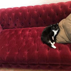 Deep Cushion Couch (minus the cat)