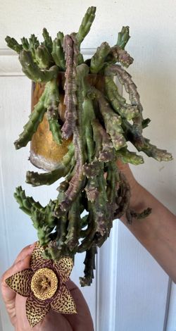 Planta estapelia
