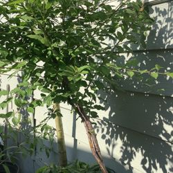 Plum Tree