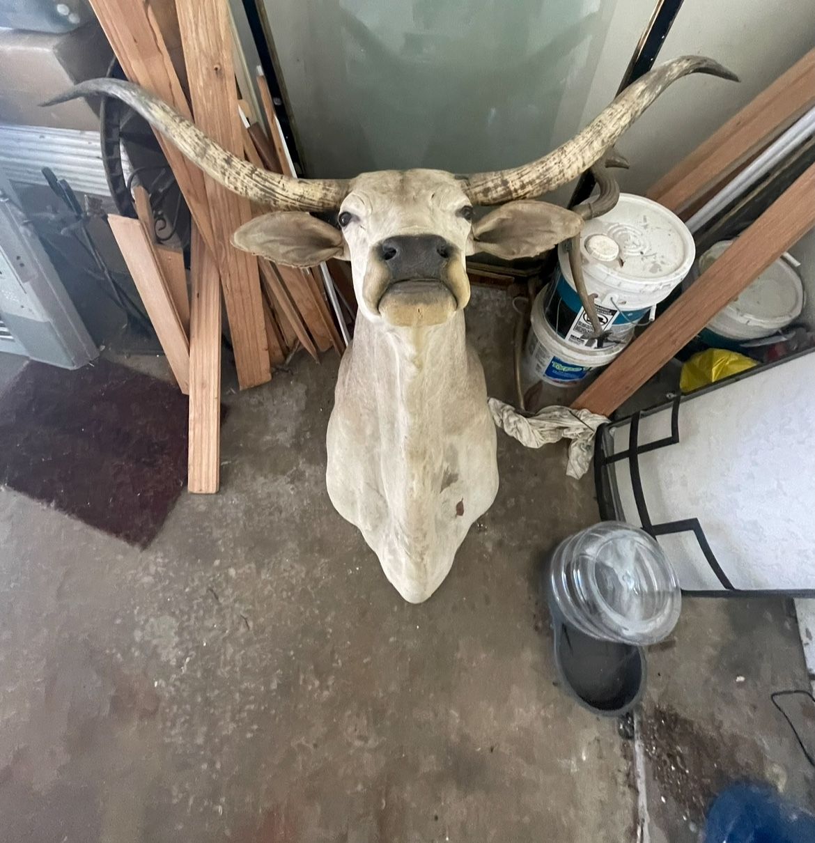 Full Bust Longhorn Head