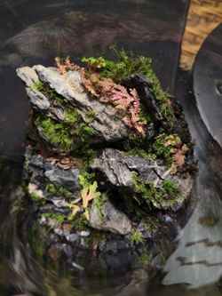 Mini Terrarium/Mossarium