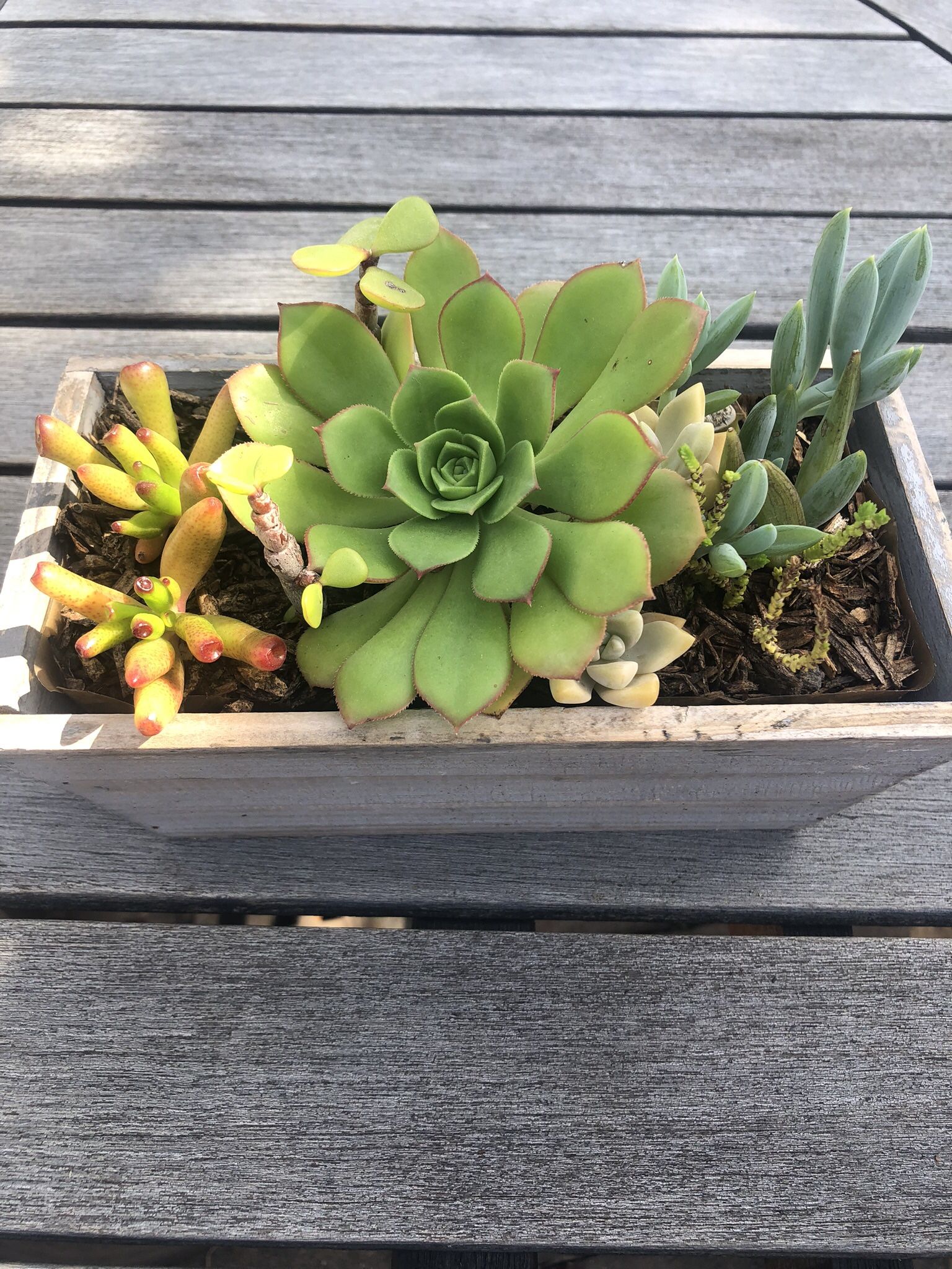 Succulent Arrangement In Wooden Pot 