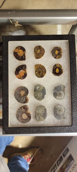 Polished Ammonite Fossil Collection with Display Box - 6 Complete Pairs