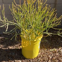 Landscape Plants & Cacti $20 Each