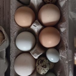 Fertile Hatching quail and chicken eggs 🥚