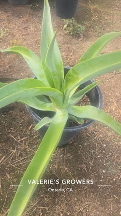 Octopus agave