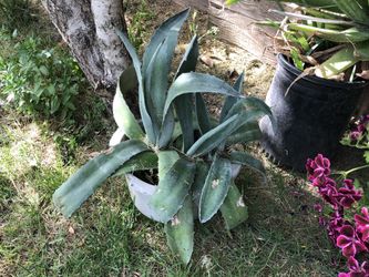 Maguey plant