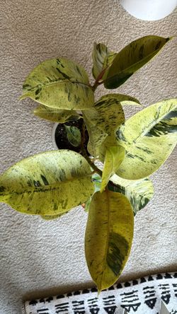 Ficus