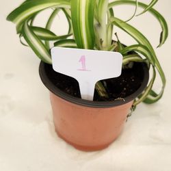 Bonnie Curly Spider Plant 