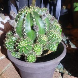 Cactus  baby  only
