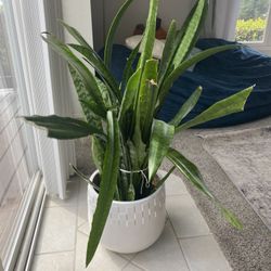 Snake Plant 