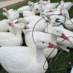 Goose Decoys