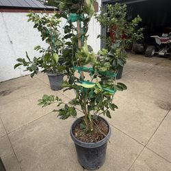Semi-Dwarf Eureka Lemon Tree
