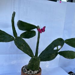 Nopal Méxicano