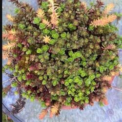 Gorgeous Sedum/succulent  Display In Clay Saucer