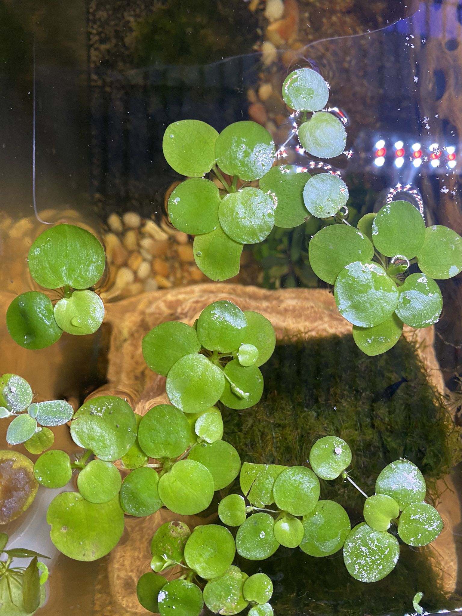 Frogbit Floaters 
