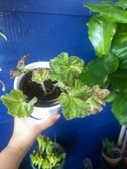 Rare begonia