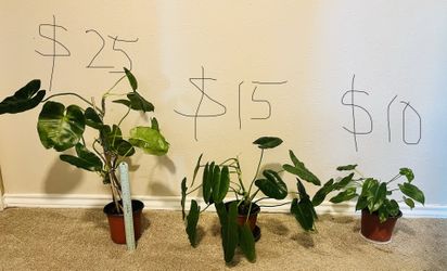 Burle Marx Philodendrons- Diff Prices- Plant Backyard Sale On March 29,2026