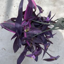 Variegated Tradescantia Wandering Dude