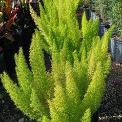 Foxtail Fern Plants 🌿 3gl 6