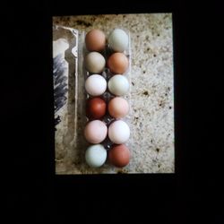Fertile chicken eggs